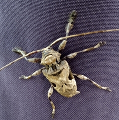 Lagocheirus araneiformis