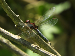 Erythrodiplax melanorubra