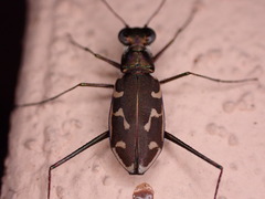 Opilidia macrocnema