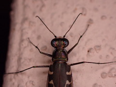 Opilidia macrocnema