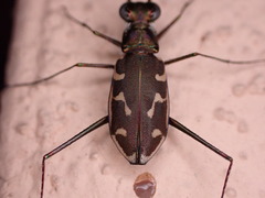 Opilidia macrocnema