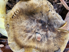 Tricholoma subsejunctum