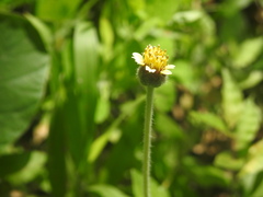 Tridax