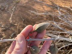 Adenia subsessilifolia image