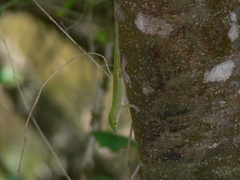 Phelsuma sundbergi longinsulae