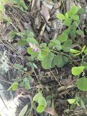 Grona heterocarpos