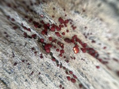 Ophioparma rubricosa