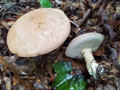 Tylopilus indecisus