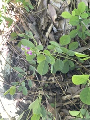 Grona heterocarpos