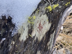 Ophioparma rubricosa