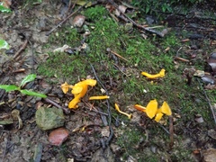 Cantharellus minor