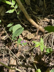 Grona heterocarpos