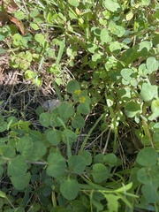 Lysimachia japonica