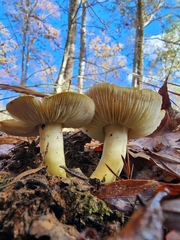 Tricholoma subsejunctum