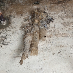 Panyptila cayennensis