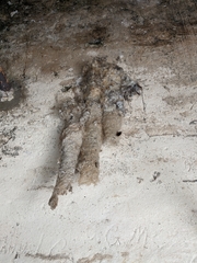 Panyptila cayennensis