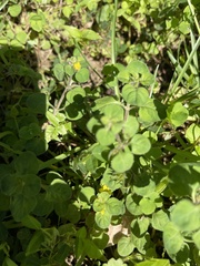 Lysimachia japonica