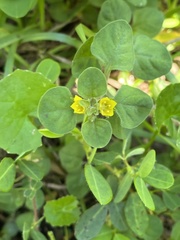 Lysimachia japonica