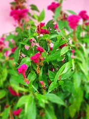 Celosia argentea