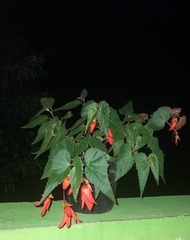 Begonia boliviensis
