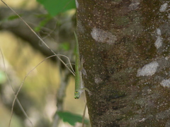Phelsuma sundbergi longinsulae