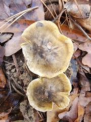 Tricholoma subsejunctum