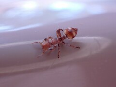 Cephalotes umbraculatus