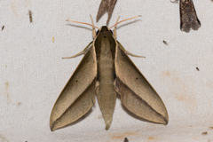 Theretra queenslandi