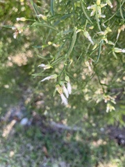 Baccharis angustifolia