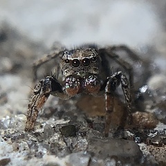 Habronattus texanus