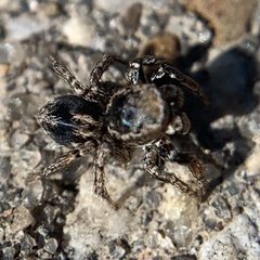 Habronattus texanus