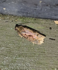 Cryptaspasma querula