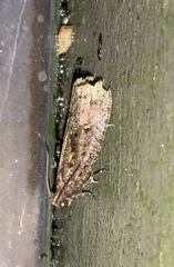 Cryptaspasma querula