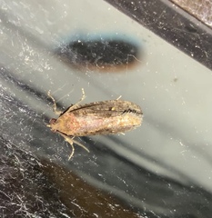 Cryptaspasma querula