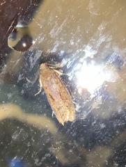 Cryptaspasma querula
