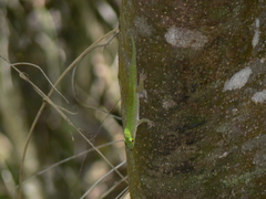 Phelsuma sundbergi longinsulae