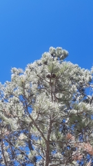 Pinus cooperi