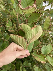 Alnus alnobetula