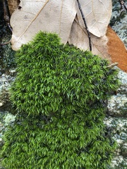 Dicranella heteromalla