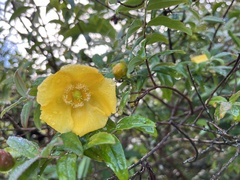 Hypericum hookerianum
