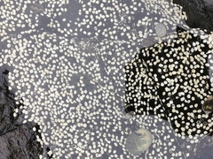 Nerita scabricosta