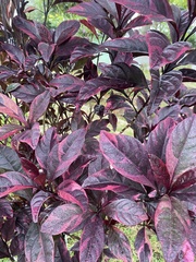 Pseuderanthemum carruthersii