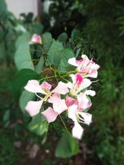 Bauhinia monandra