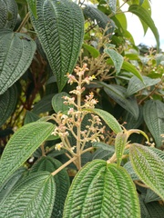 Miconia