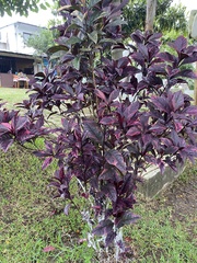 Pseuderanthemum carruthersii
