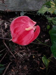 Anthurium andraeanum
