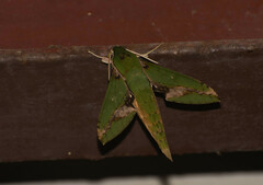Xylophanes chiron
