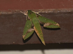 Xylophanes chiron