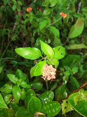 Lantana horrida