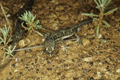 Lucasium steindachneri